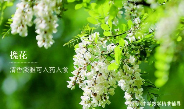 农村的谚语“门前一颗槐，不挣自己来”，有没有道理？