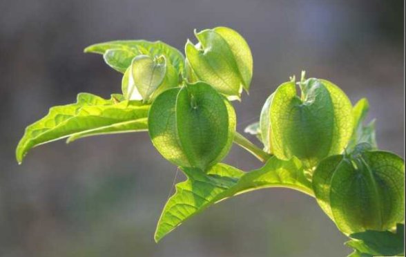 冰籽的功效与作用