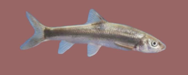 云南盘鮈鱼的特点