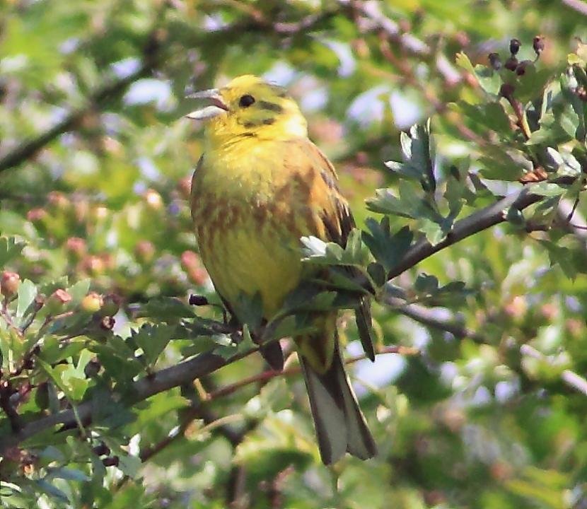 黄鹀的生活习性
