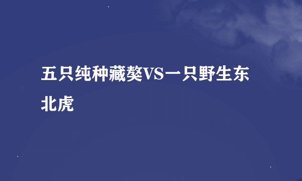 五只纯种藏獒VS一只野生东北虎