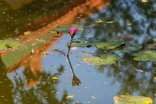 柳絮池塘淡淡风的前一句是什么