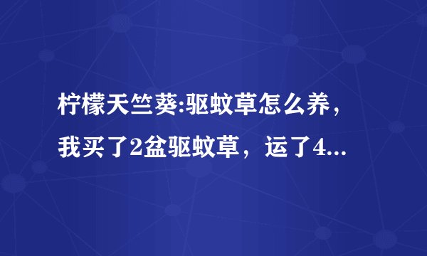 柠檬天竺葵:驱蚊草怎么养，我买了2盆驱蚊草，运了4天才回来，觉得有点枯，叶子有点黄，觉得没精神，怎