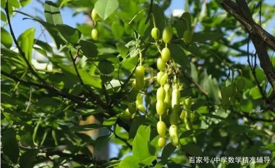 农村的谚语“门前一颗槐，不挣自己来”，有没有道理？