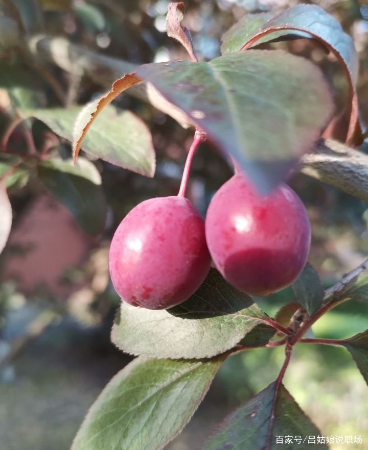 黄霉天是什么时候