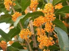 最后一个字是的桂四字成语有那些