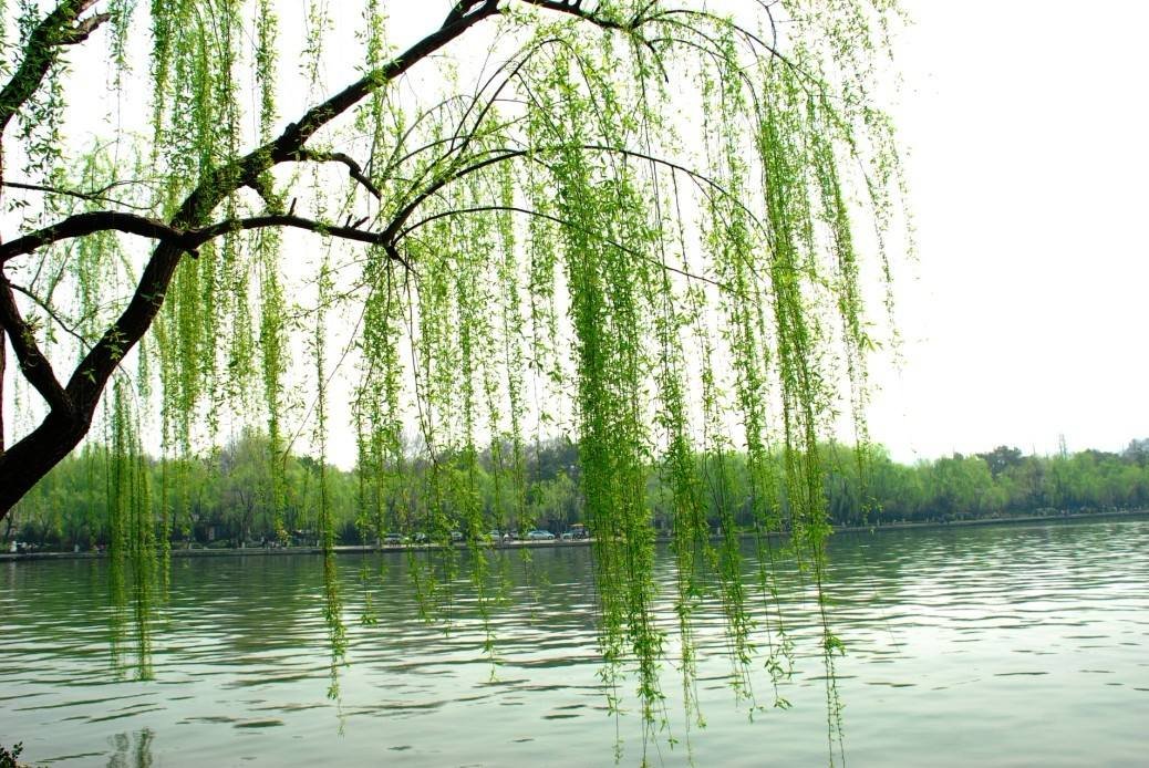 “红杏枝头春意闹”是什么意思？