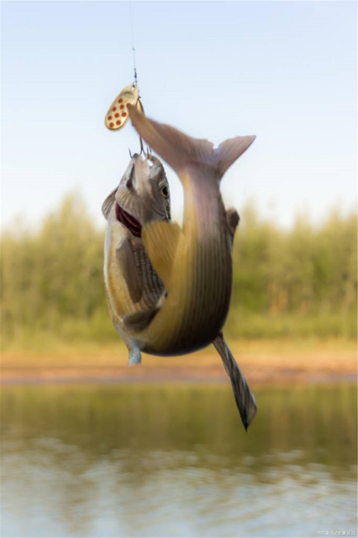 传说中亚马逊森林里的食人鱼，真的会吃人吗？