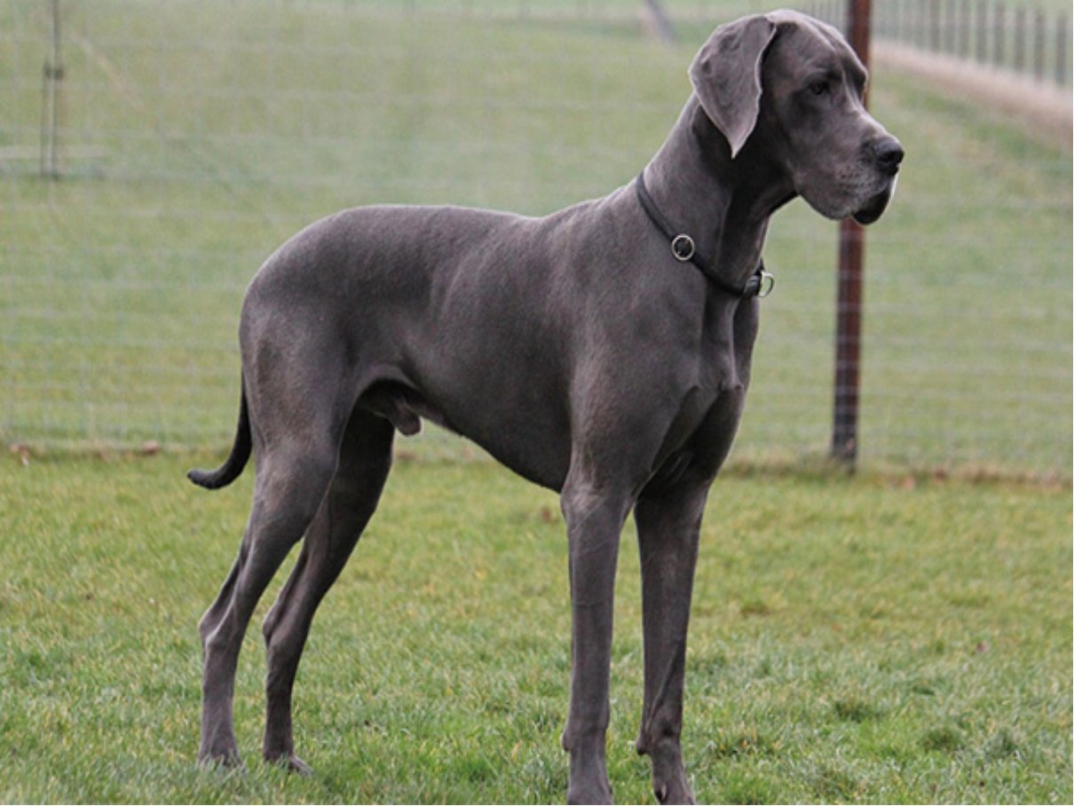 大型犬品种大全