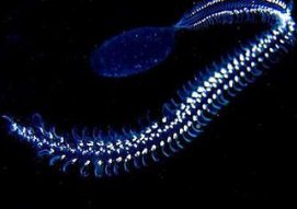 玲珑剔透是什么动物？