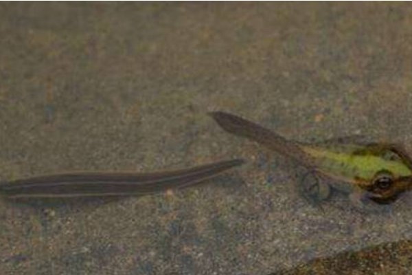 蚂蝗的天敌是什么