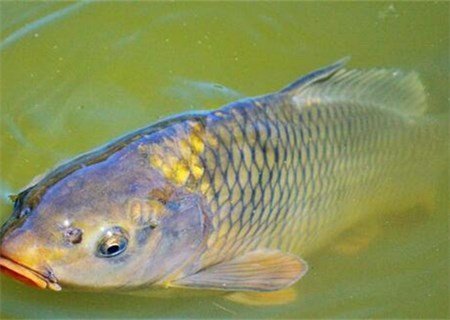 鲤鱼胡须的长短，与鲤鱼年龄有没有关系？