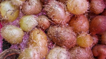 凤凰卵的原形态