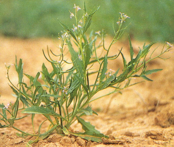 这是什么植物？