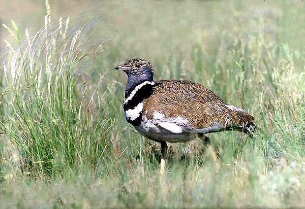 小鸨的生活习性