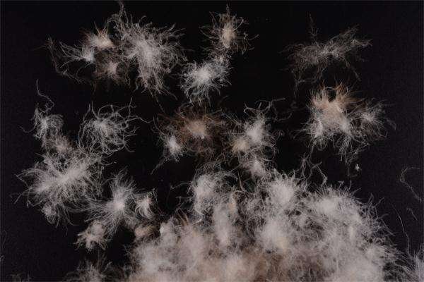 灰鸭绒和白鸭绒有什么不一样吗