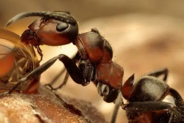 成语和光同尘 蚂蚁庄园