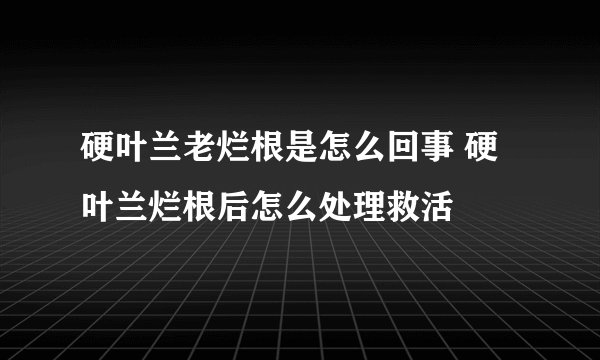 硬叶兰老烂根是怎么回事 硬叶兰烂根后怎么处理救活
