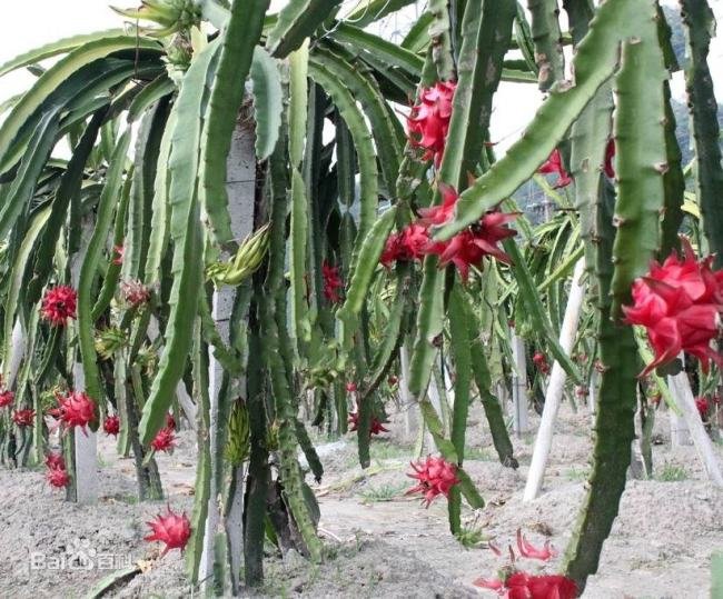 火龙果是仙人掌的果实吗?