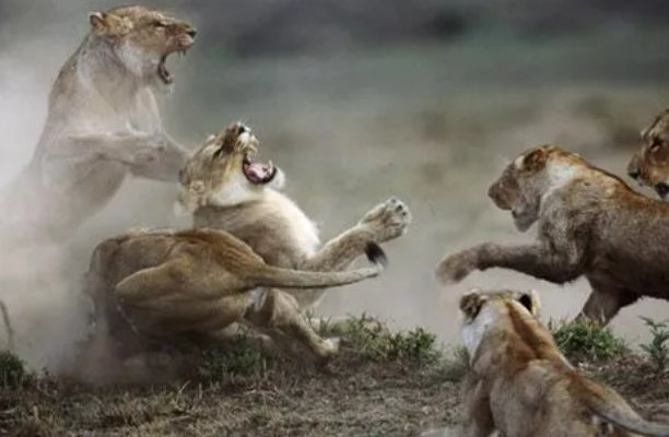 搏杀是什么意思