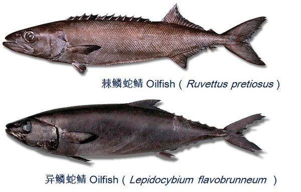 鱼皮表面都是针状鱼鳞是什么海鱼？