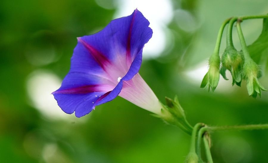 紫色牵牛花花语是什么？