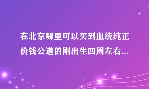在北京哪里可以买到血统纯正价钱公道的刚出生四周左右的黄金猎犬（金毛寻回猎犬）小公狗？