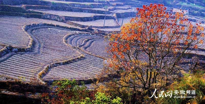 岳西人网的发展历史