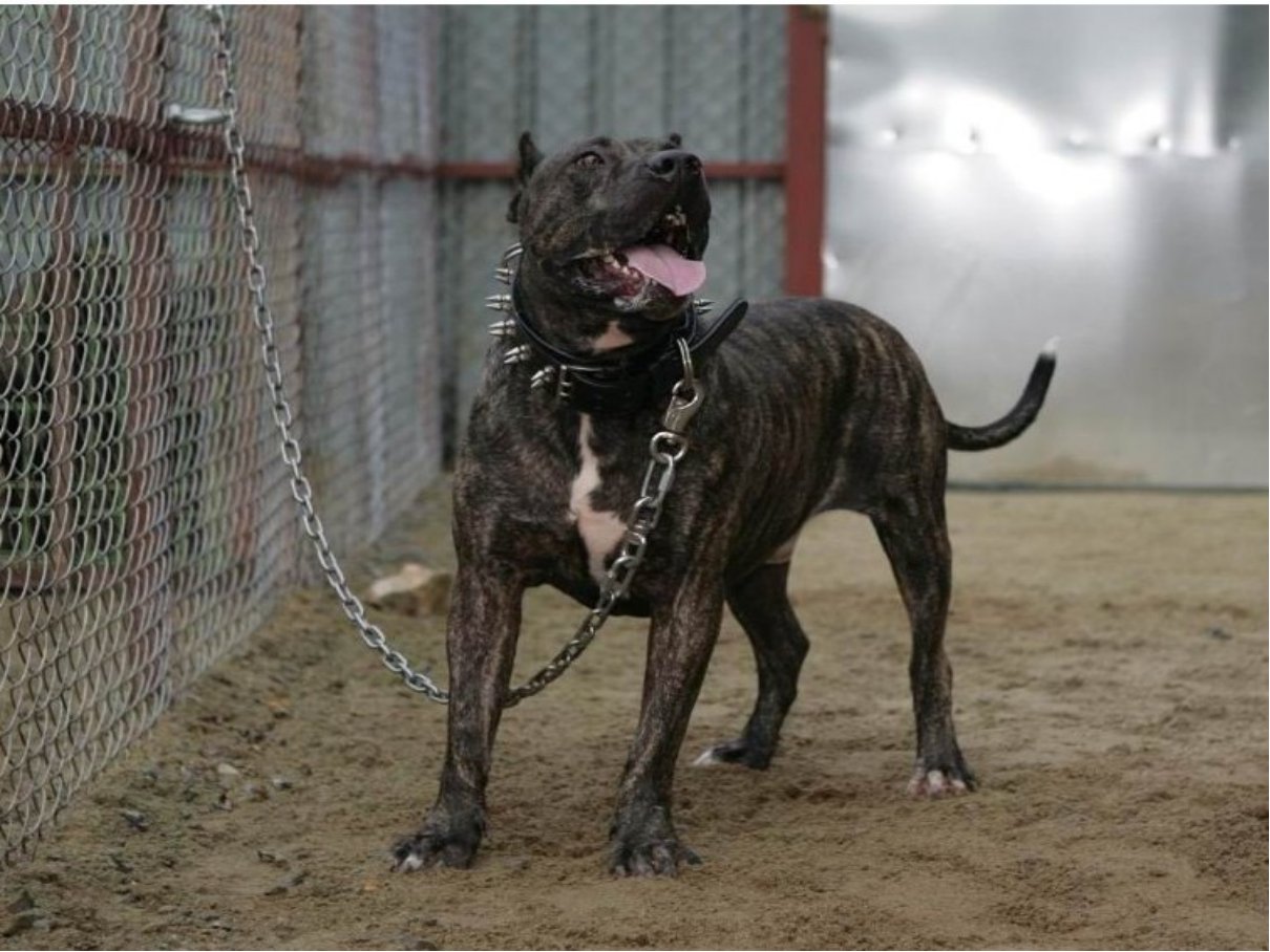 大型犬品种大全