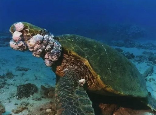 什么是核污染？