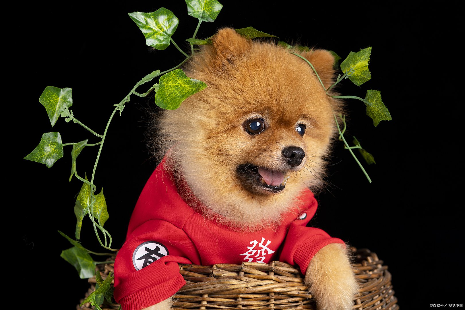 俊介是此前在网上很红的一只日本狗狗，萌犬俊介是什么品种？