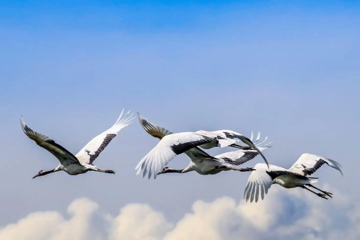 鹤的拼音和组词怎么写