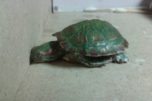 绿壳小乌龟怎样养护？