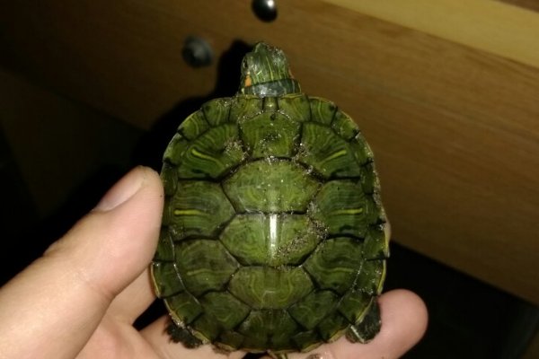 绿壳小乌龟怎样养护？