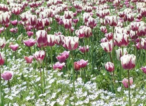 花木呈祥的作品目录