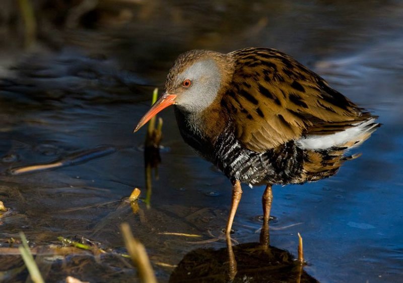 普通秧鸡的外形特征