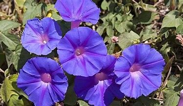 紫色牵牛花花语是什么？