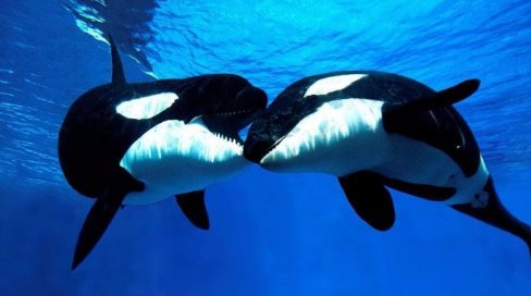 虎鲸的资料有哪些?