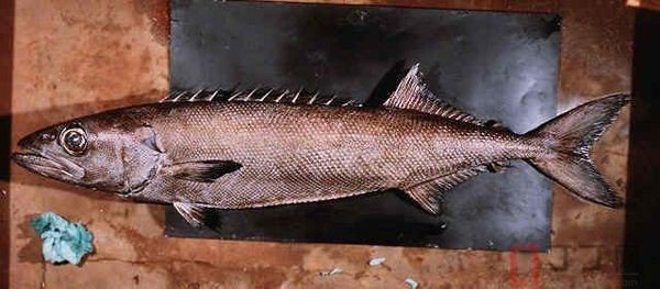 鱼皮表面都是针状鱼鳞是什么海鱼？