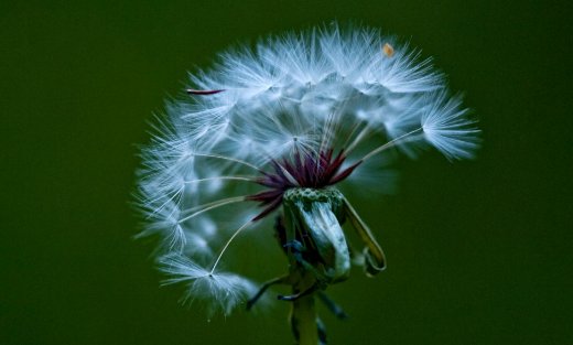 你还知道哪些种子旅行的方法?能写下来吗?