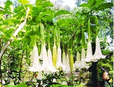 魔鬼呼吸的功效