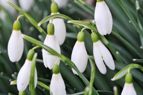 描写森林的现代诗歌