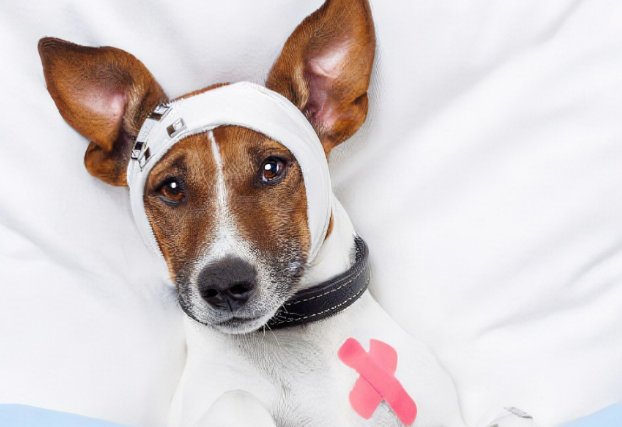 请问狗狗得冠状病毒熬过七天还会传染吗？