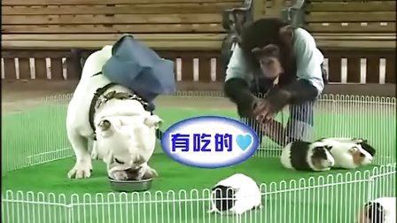 狗狗猩猩大冒险的争议