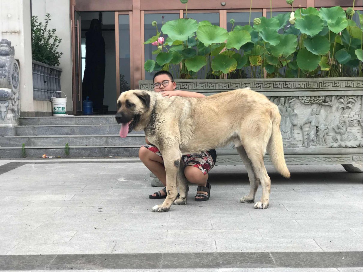 大型犬品种大全