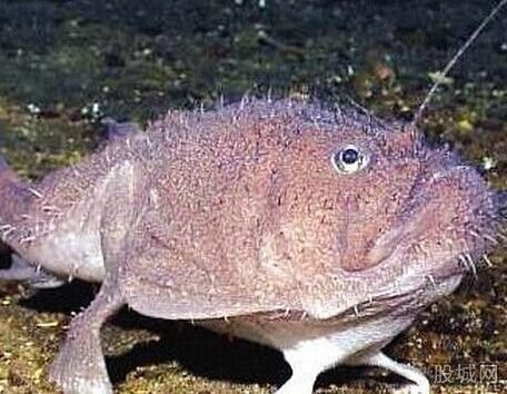 黑角安康鱼的栖息环境