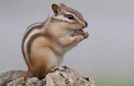 大家好， 这是什么动物？我刚捉的会不会犯法啊？