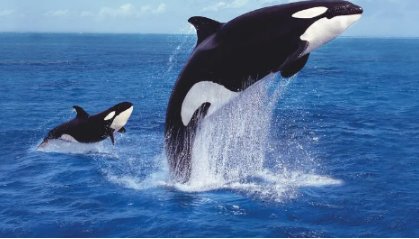 虎鲸的资料有哪些?