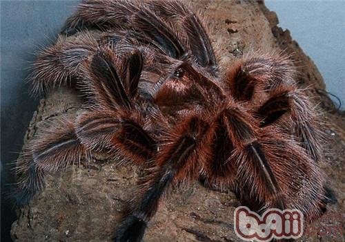智利火玫瑰蜘蛛的饲养