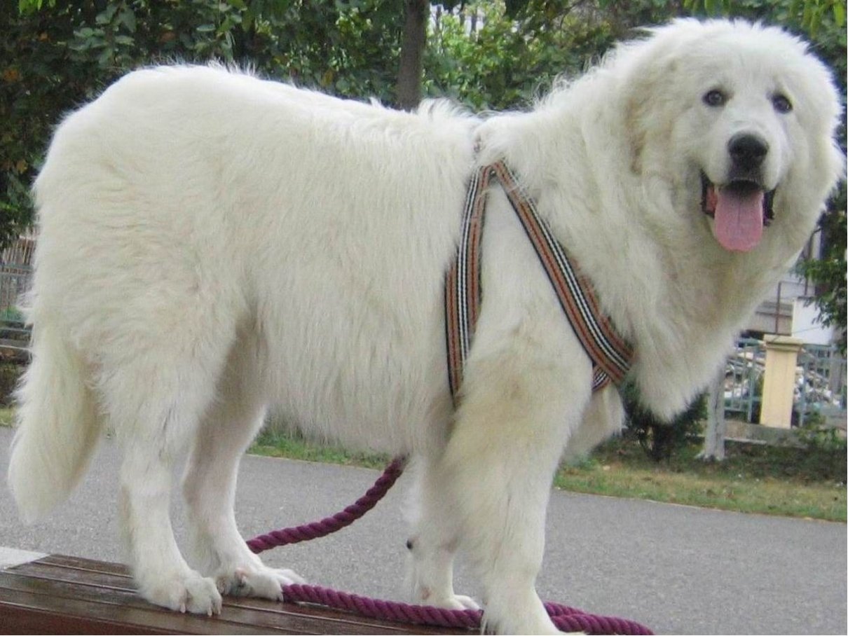 大型犬品种大全